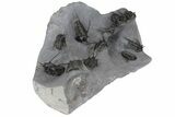 Impressive Cyphaspis Trilobite Cluster With Kayserops - Mrakib #183720-2